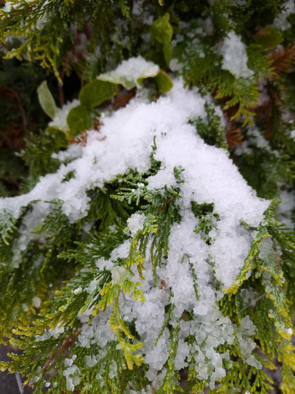 サワラと初積雪