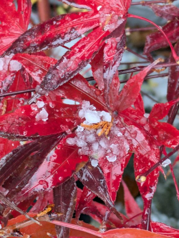 紅葉と霰