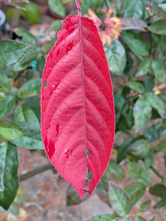 桜の紅葉