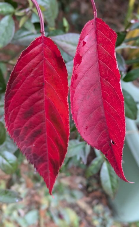 桜の紅葉