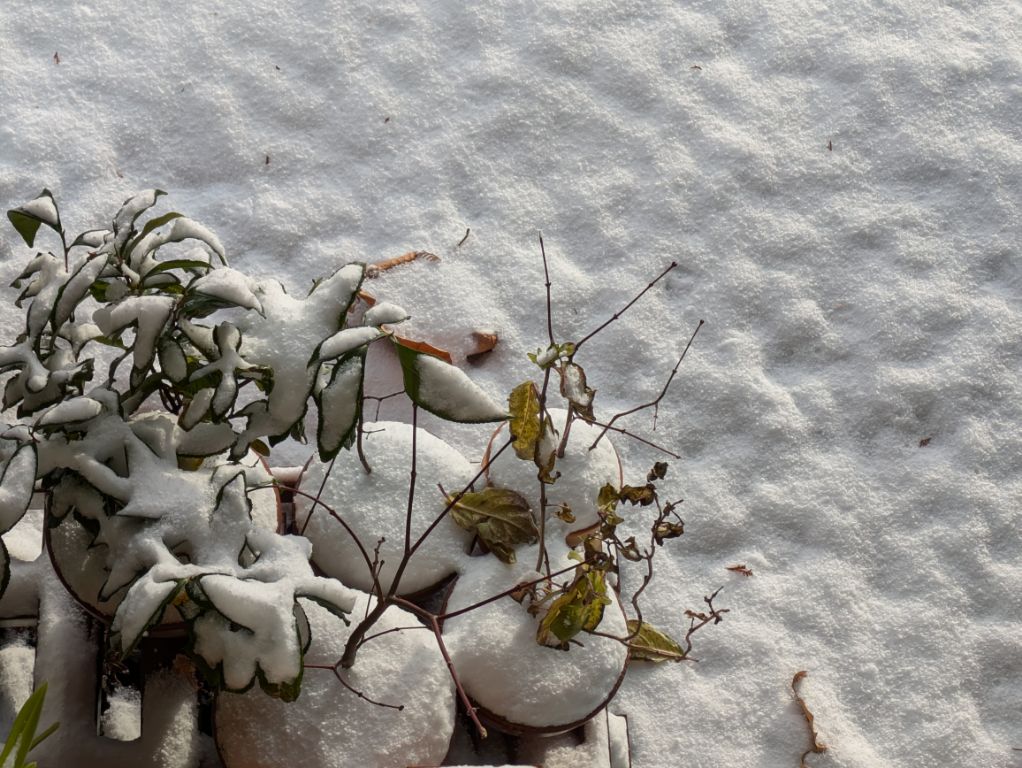 11月の雪