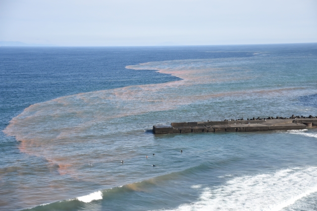 海洋プランクトン