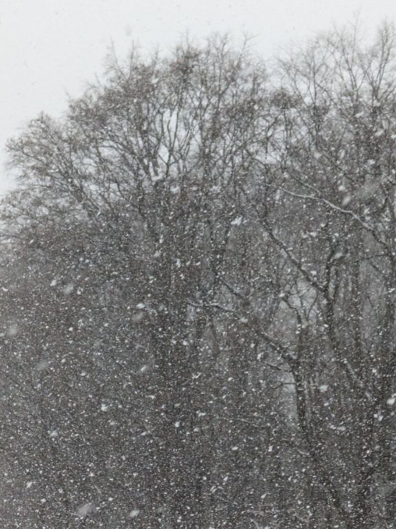 森に降る雪