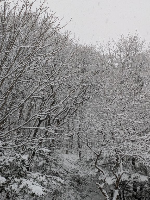 着雪の森