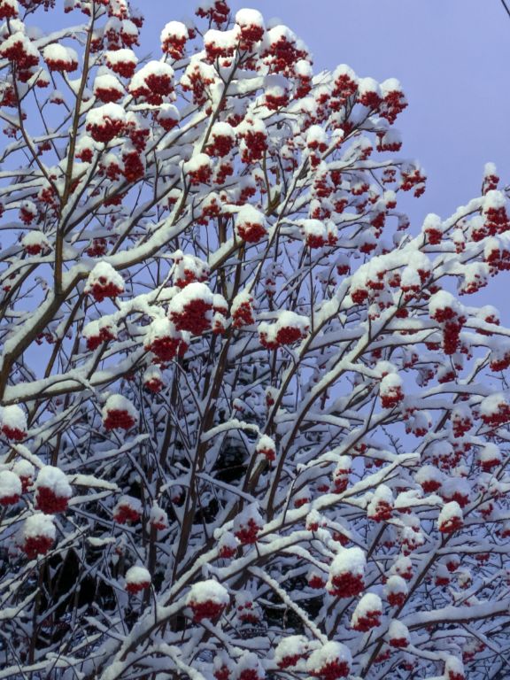 雪とナナカマド