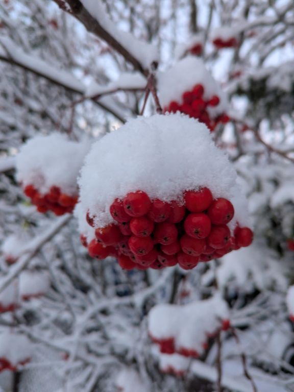 雪とナナカマド