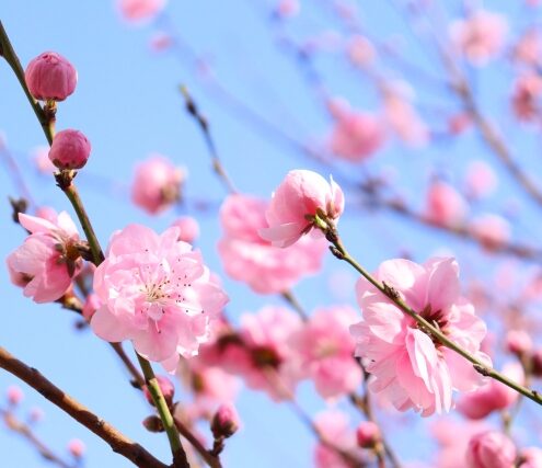 桃の花