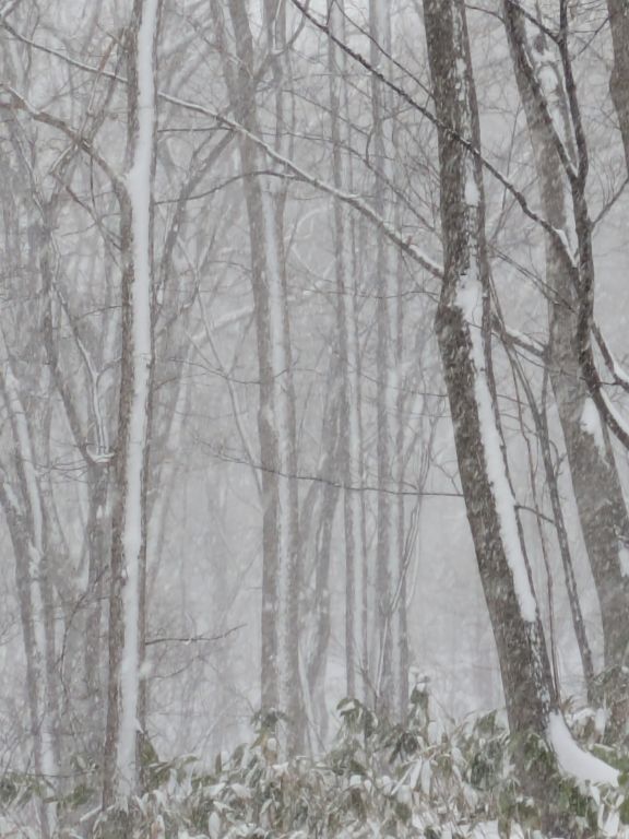 吹雪の森