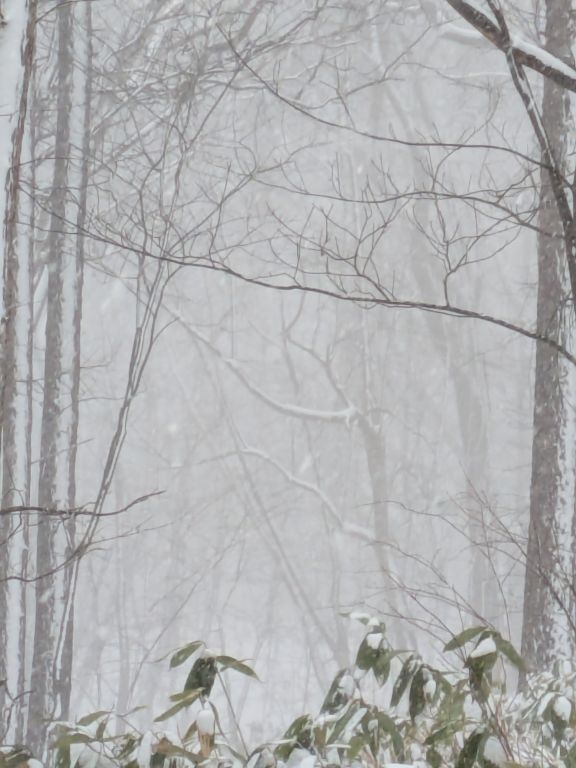 吹雪の森