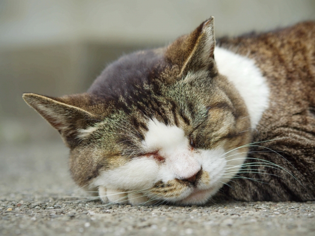 ねこ