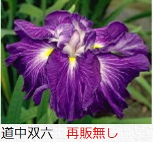 花菖蒲　道中双六