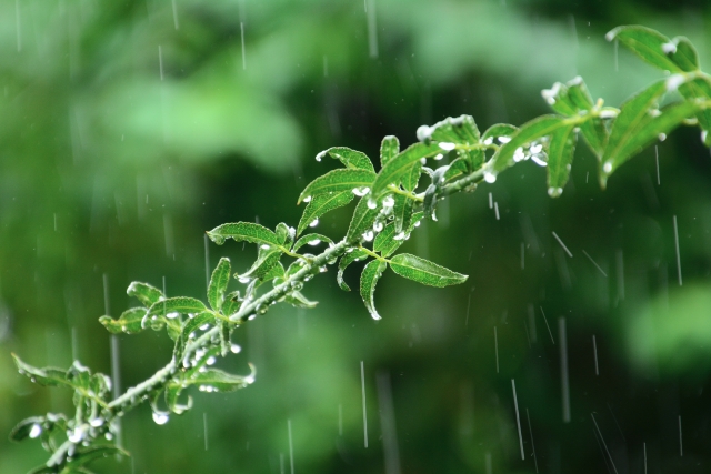 雨水