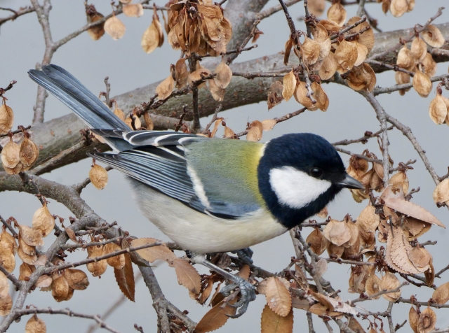 シジュウカラ