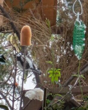 鳥食堂　パンコーナー