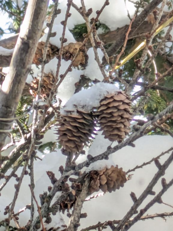 バードテーブル　鳥食堂