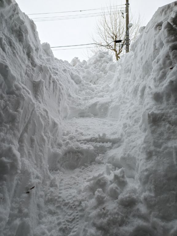 雪の裏山