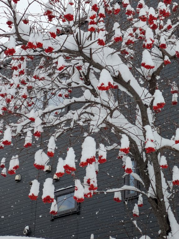 ナナカマドと雪