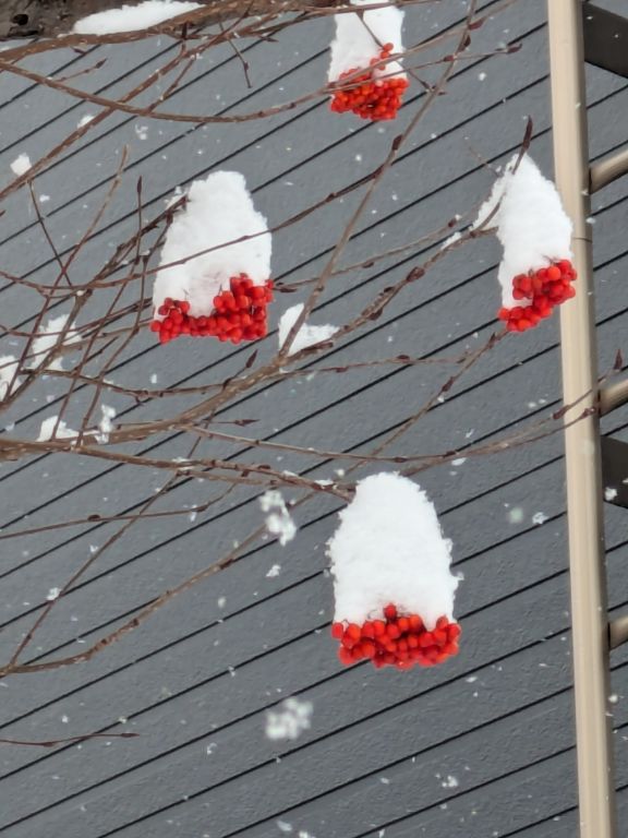 ナナカマドと雪