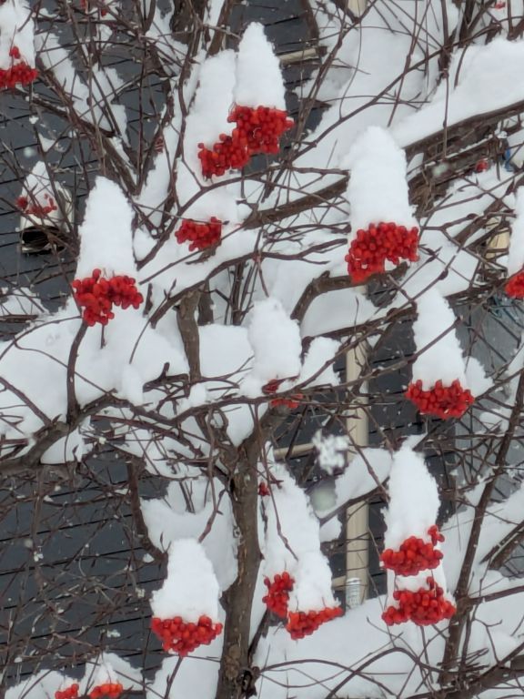 ナナカマドと雪