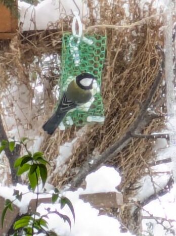 鳥食堂