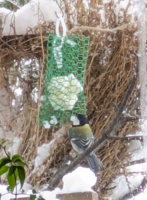 鳥食堂