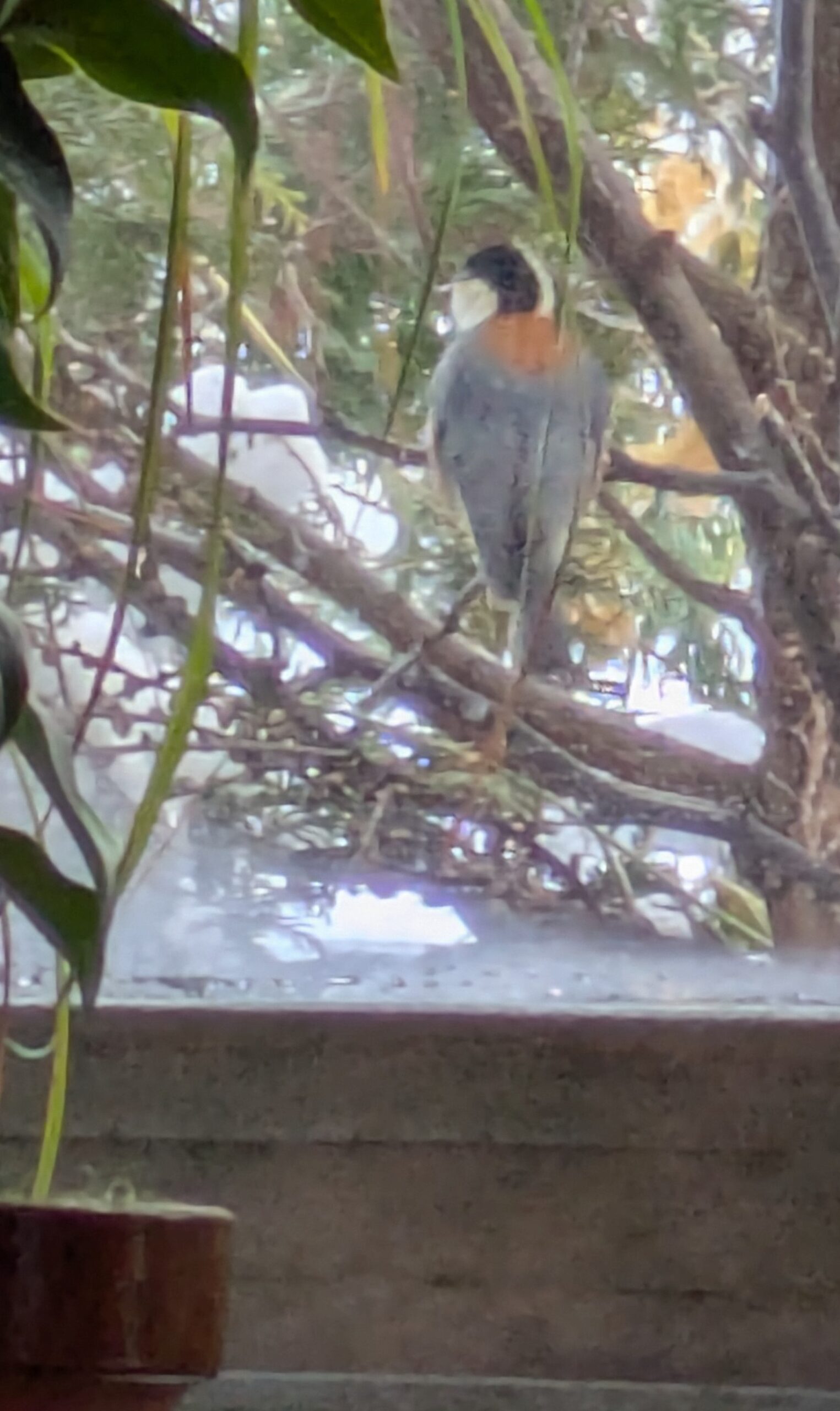 バードテーブル　鳥食堂