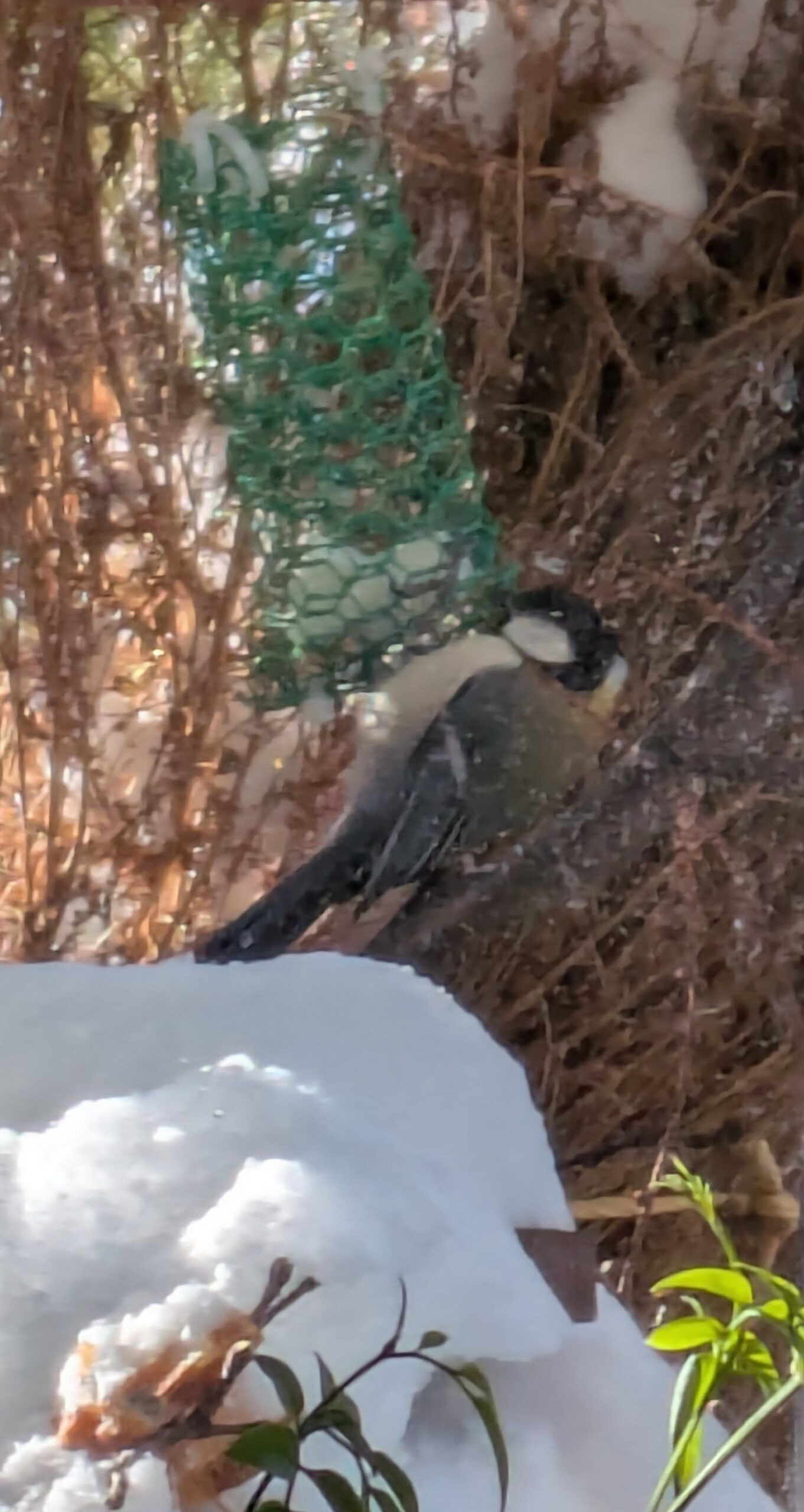 バードテーブル　鳥食堂