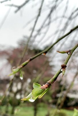 雨水