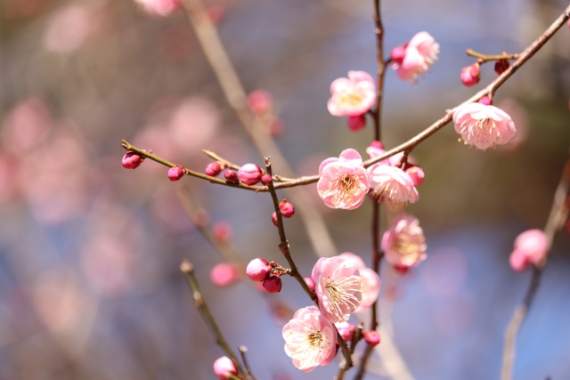 梅の花