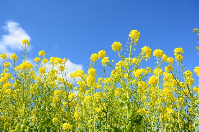 菜の花