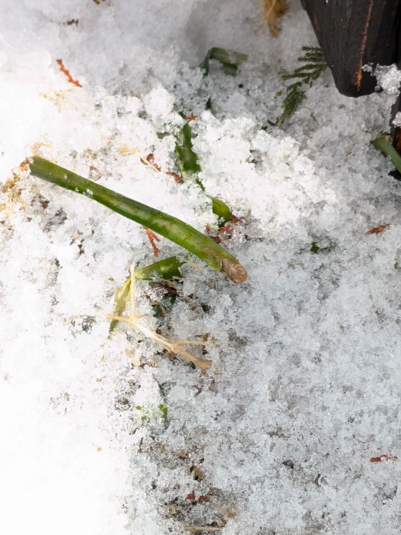 雪の下の彼岸花