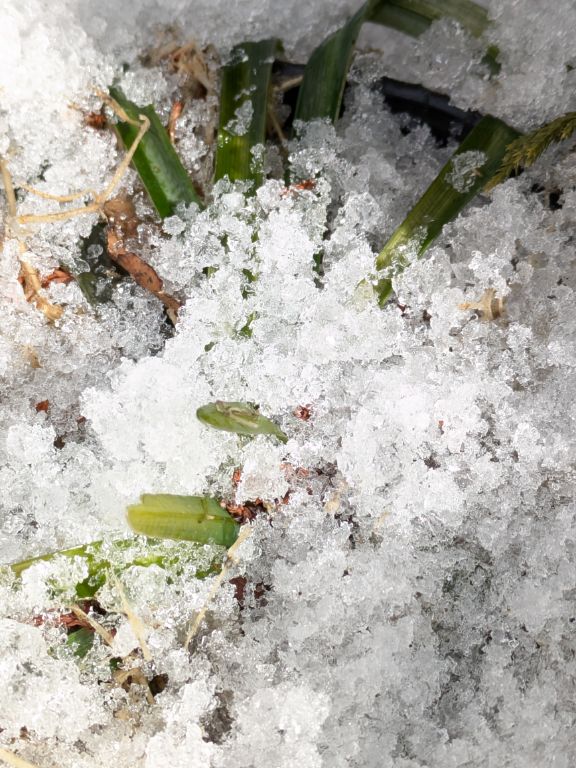 雪の下の彼岸花