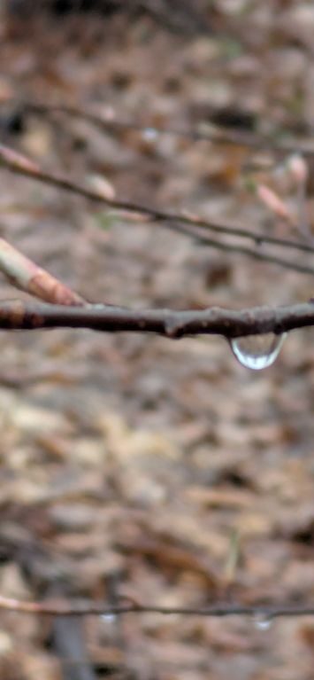 木の芽起こしの雨