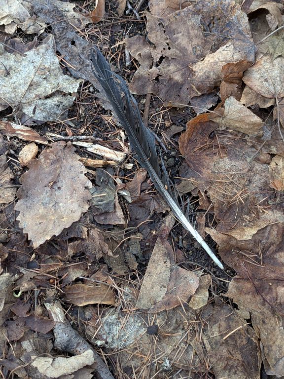 森に落ちたカラスの羽