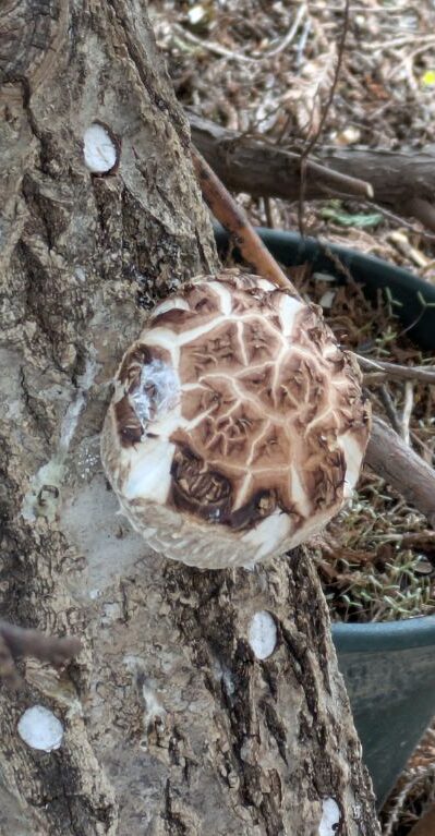 椎茸の原木栽培