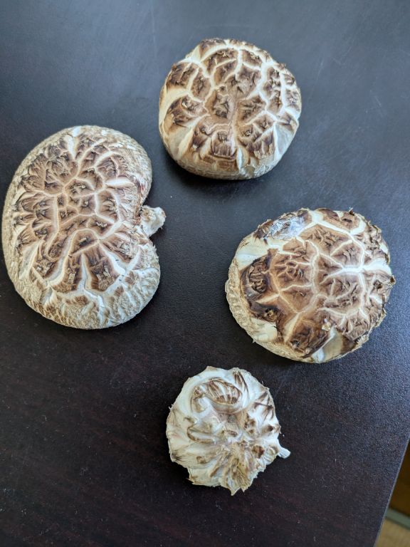 椎茸の原木栽培