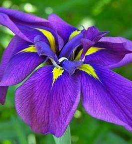 花菖蒲