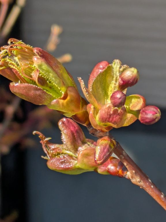 我が家の桜