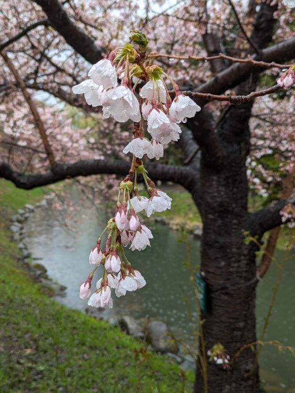 札幌　中島公園