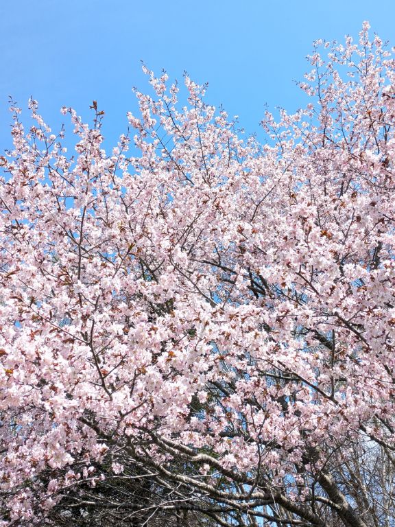 開拓の村