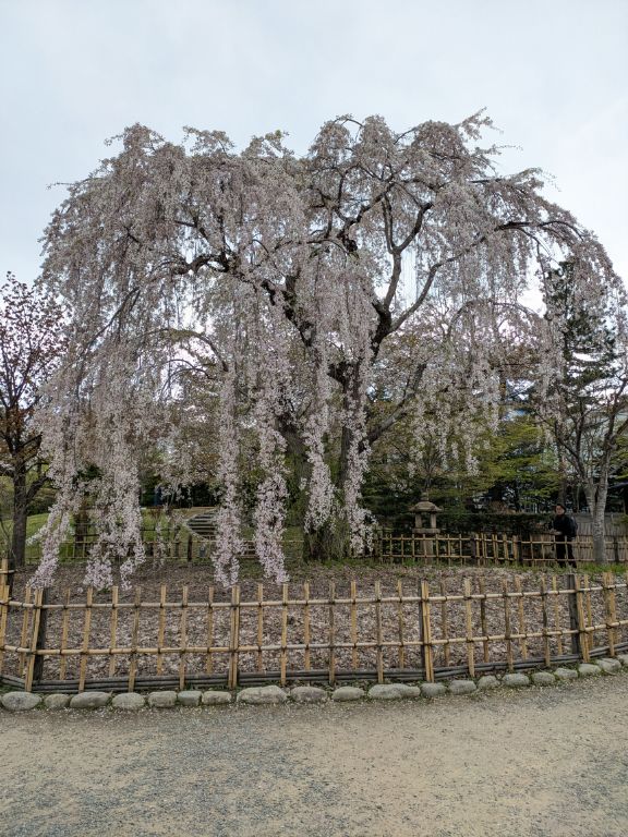中島公園　日本庭園