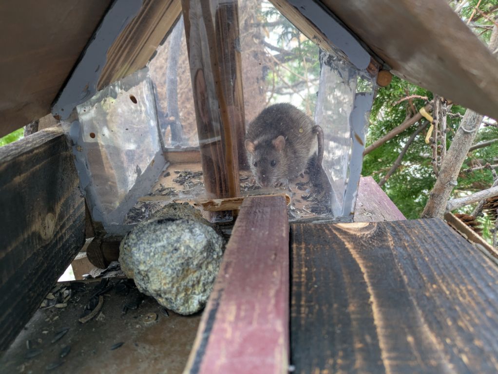 ハツカネズミの藪重さま
