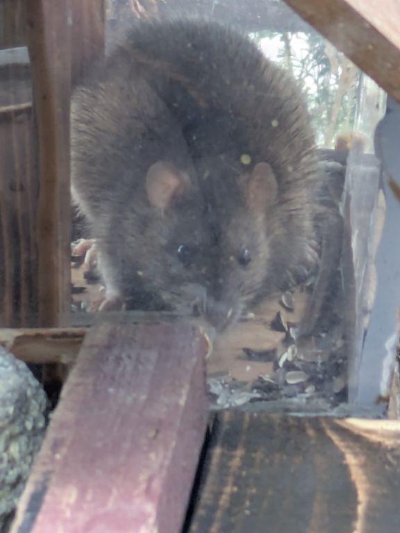 ハツカネズミの藪重さま