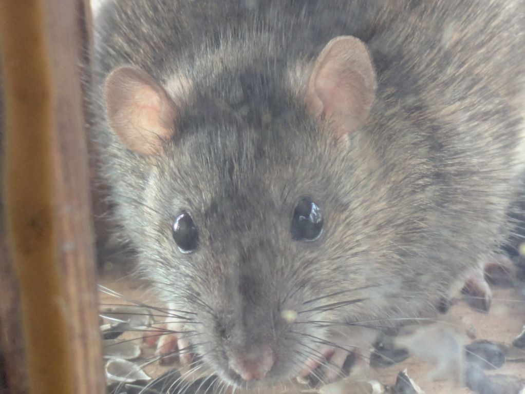 ハツカネズミの藪重さま