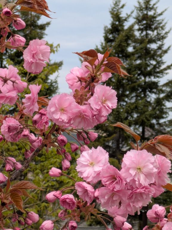 桜　カンザン