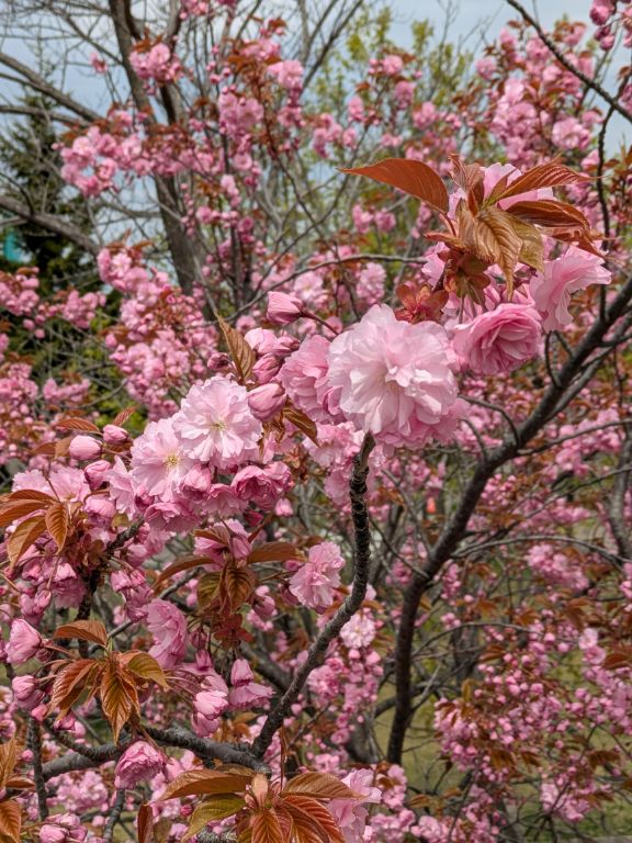 桜　カンザン