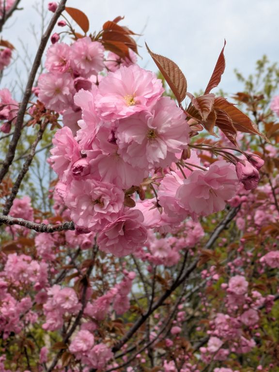 桜　カンザン