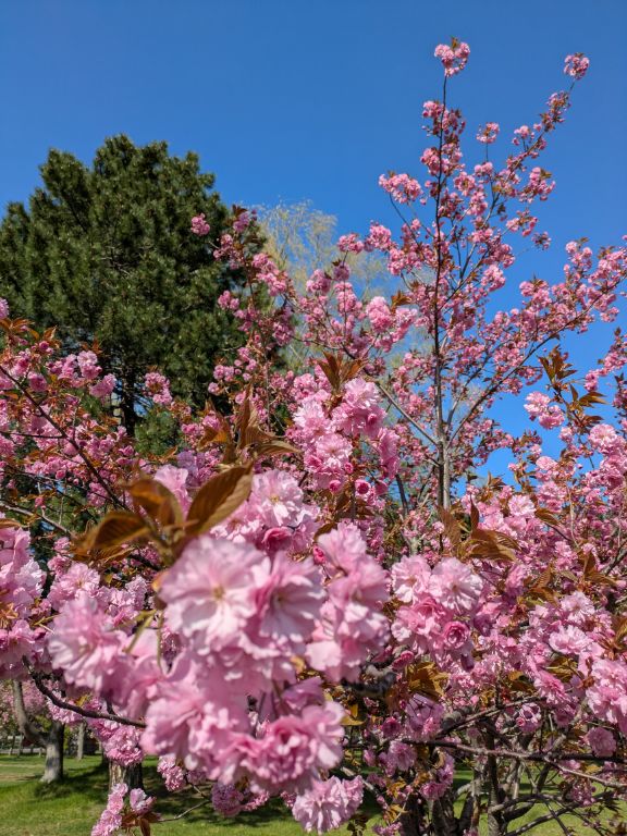 八重桜