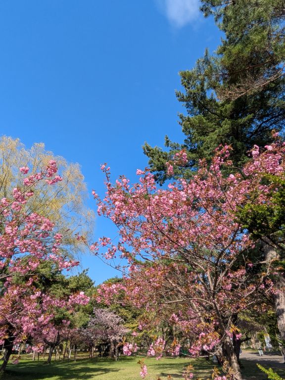 八重桜