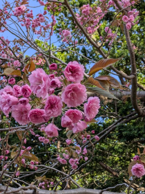 八重桜